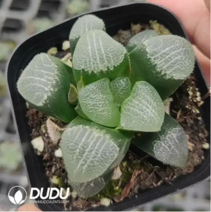 1-962.webp Haworthia Shaggy dog - Image 1