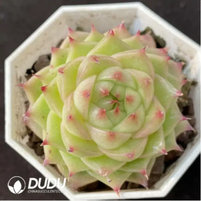 Echeveria Victor - Image 1