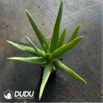 Parodia Sea God Clustering(Scattered Clustering)