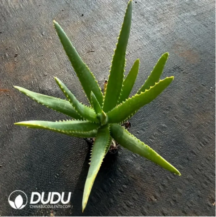 Parodia Sea God Clustering(Scattered Clustering) - Image 1