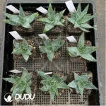 Aloe capitata 'Tsiroanomandidy'