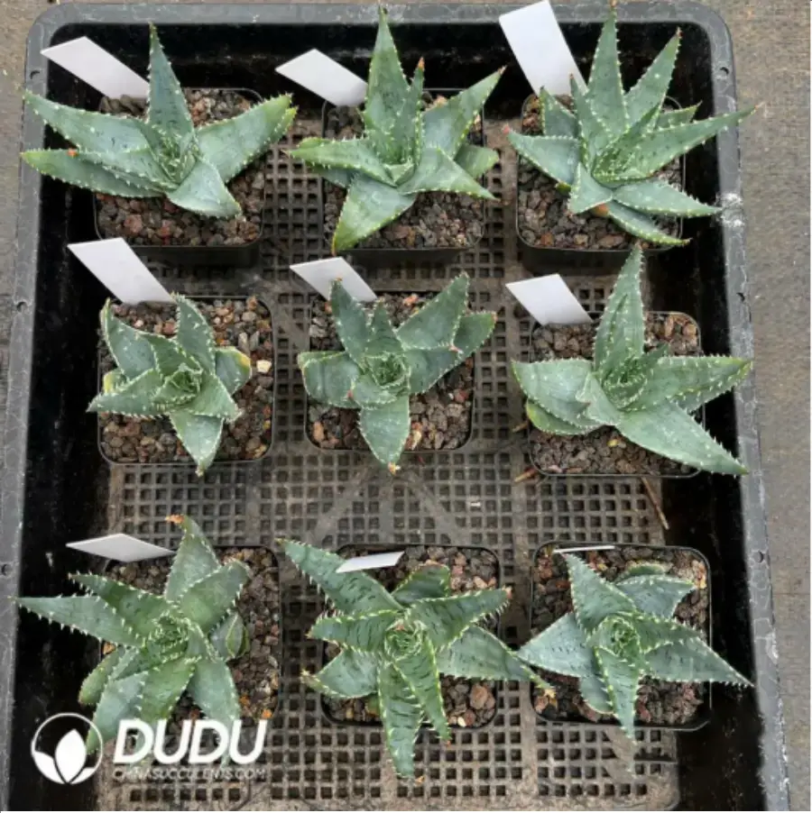 1-979.webp Aloe capitata 'Tsiroanomandidy' - Image 1