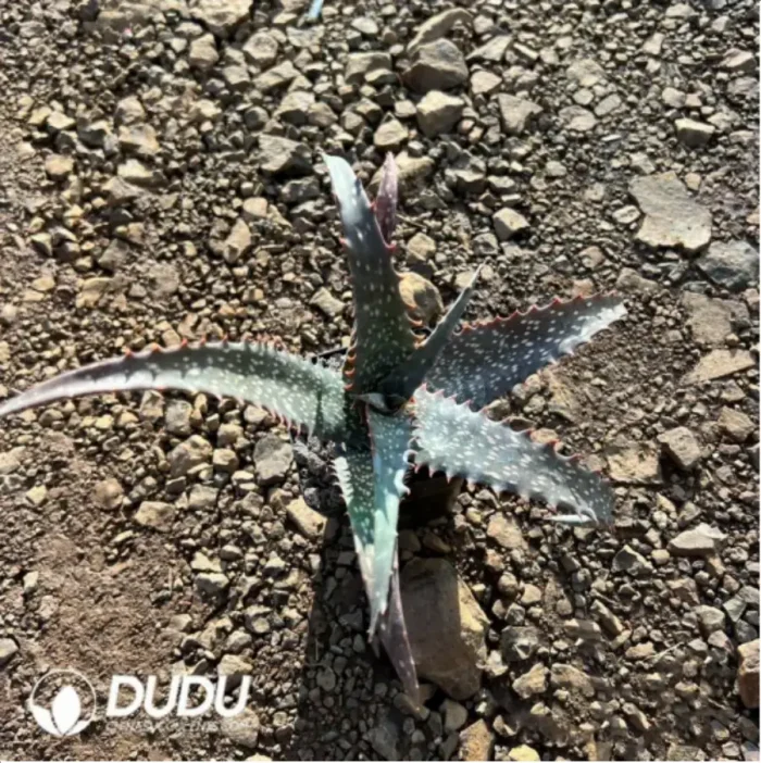 Aloe Pratensis - Image 1