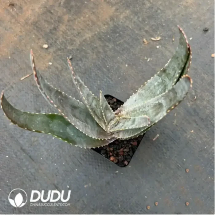 Aloe Labworana - Image 1