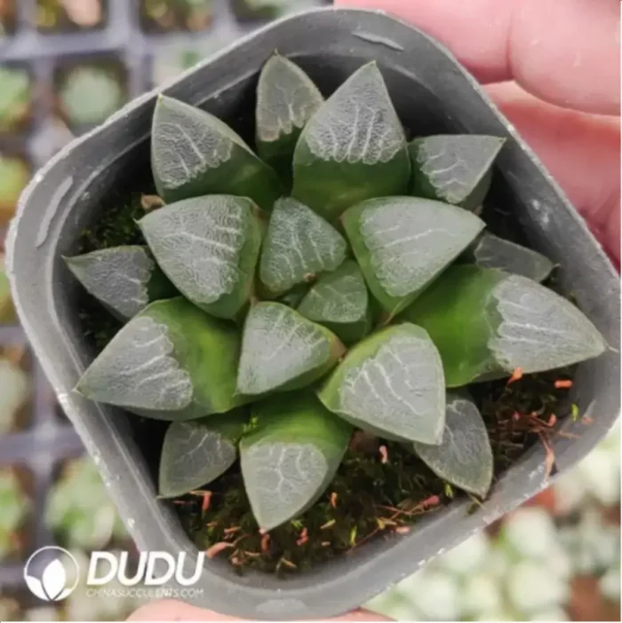 Haworthia Cooperi Devil - Image 1