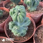 Haworthia variegated