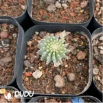 Geohintonia mexicana