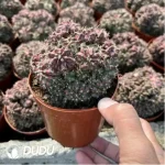 Geohintonia mexicana