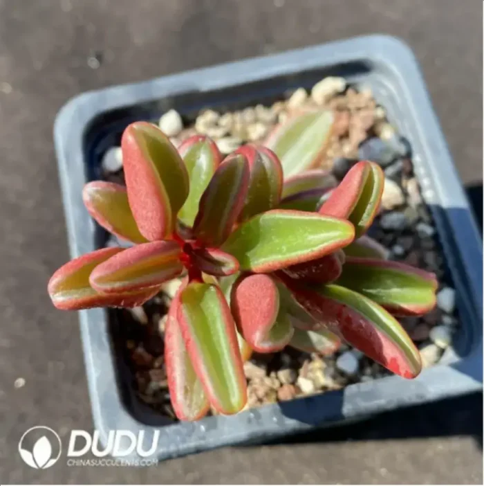 1-998.webp Peperomia
Redback Pepperweed - Image 1