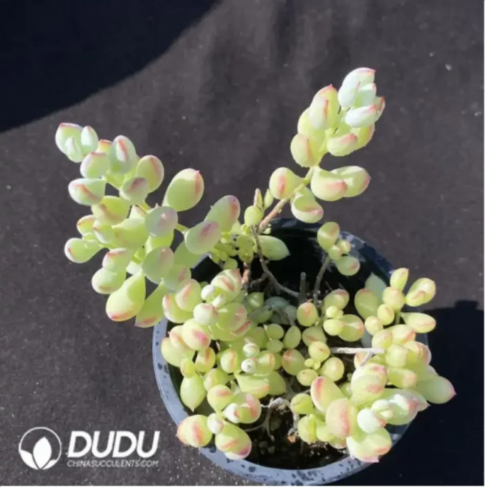 1-999.webp Cotyledon Pendens Clustering - Image 1