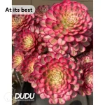 Aeonium White Moonlight Clustering