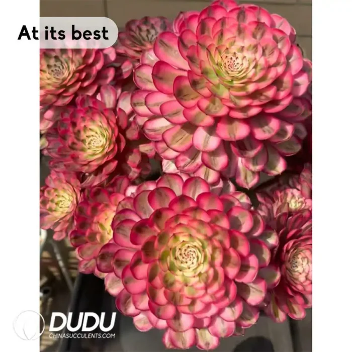 Aeonium White Moonlight Clustering - Image 2