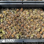 Conophytum Japanese Friedrichiae Mixed (One Tray) - Image 2