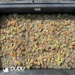 Conophytum Small Friedrichiae Mixed (One Tray) - Image 2