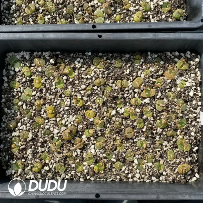 Conophytum 1809.1 (One Tray) - Image 2