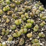 Conophytum 1810.311 Candy (One Tray)