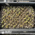 Conophytum 1810.311 Candy (One Tray) - Image 2