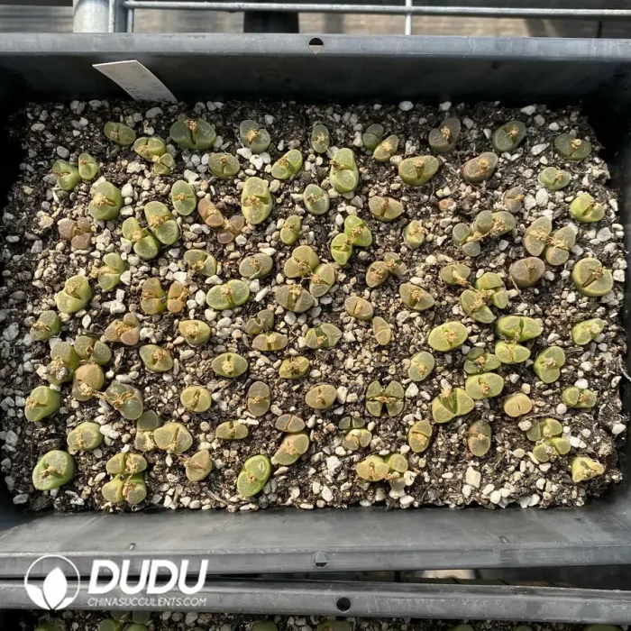 Conophytum 1810.311 Candy (One Tray) - Image 2