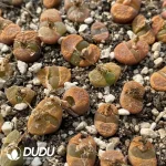 Conophytum Strawberry Mixed (One Tray)