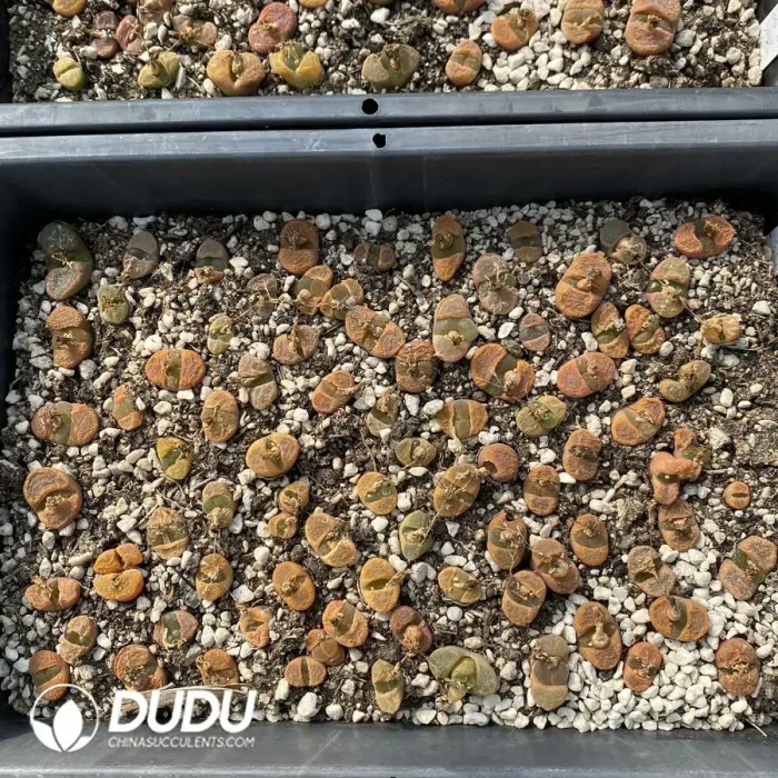 Conophytum Strawberry Mixed (One Tray) - Image 2