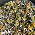 Conophytum 1797.85 (One Tray)