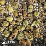 Conophytum 1802.84 Jichuang (One Tray)