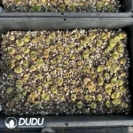 Conophytum 1802.84 Jichuang (One Tray) - Image 2