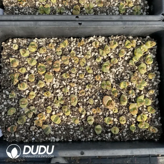 Conophytum 1802.84 Jichuang (One Tray) - Image 2