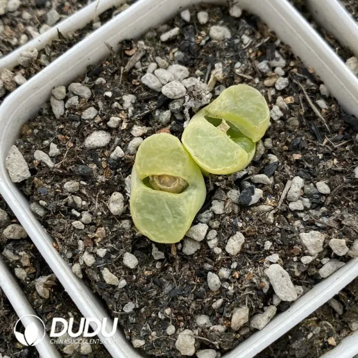 Conophytum 1810.1 Bunana Double Heads - Image 2