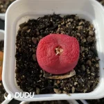 Conophytum 1801.1 Flat Peach