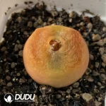 Conophytum 1801.1 Flat Peach - Image 2