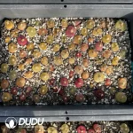 Conophytum 1801.2 Flat Peach (One Tray) - Image 2