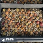 Conophytum 1430.5 Nectarine - Image 2