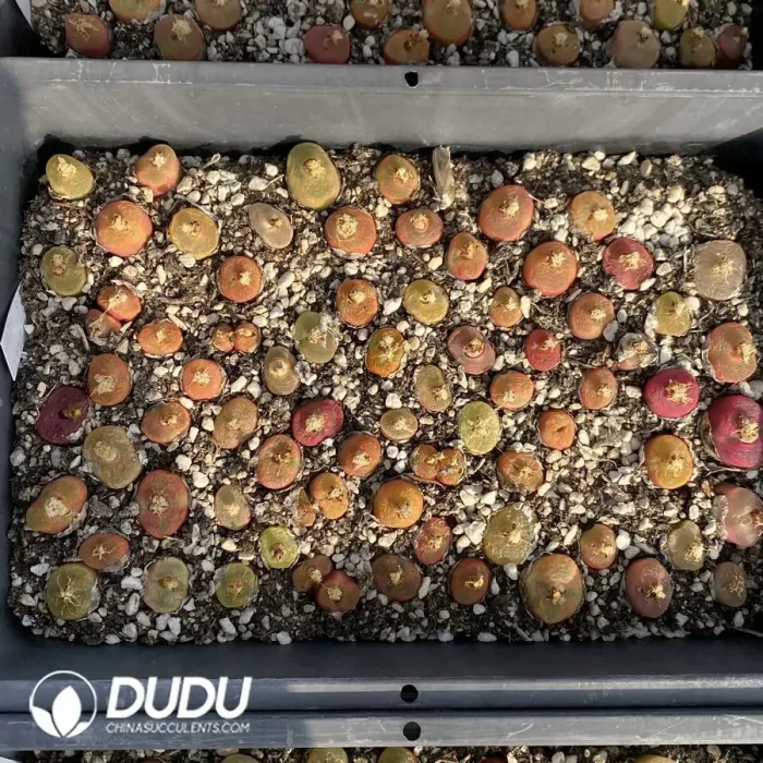 Conophytum 1430.5 Nectarine - Image 2