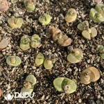 Conophytum Wind Chime Mixed Big (One Tray)