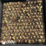 Conophytum Wind Chime Mixed Big (One Tray) - Image 2