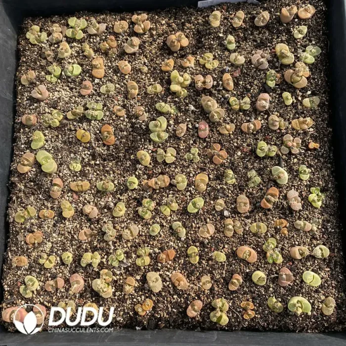 Conophytum Wind Chime Mixed Big (One Tray) - Image 2