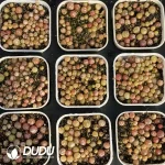 Conophytum Burgeri - Image 2