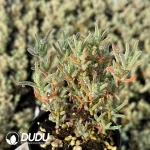 Dicrocaulon Granulated Sugar