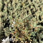 Dicrocaulon Granulated Sugar - Image 2