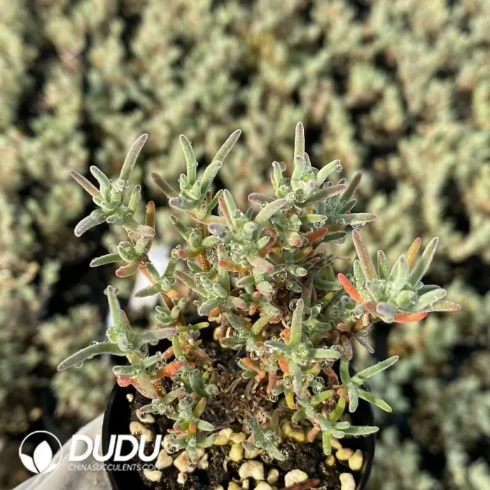 Dicrocaulon Granulated Sugar - Image 2