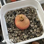 Conophytum 1430.5 Juicy peach