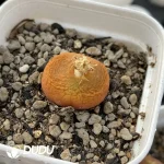 Conophytum 1430.5 Juicy peach - Image 2
