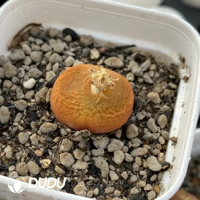 Conophytum 1430.5 Juicy peach - Image 2