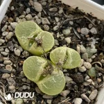 Conophytum 1453.71 GoldenEye 3 Heads Clustering