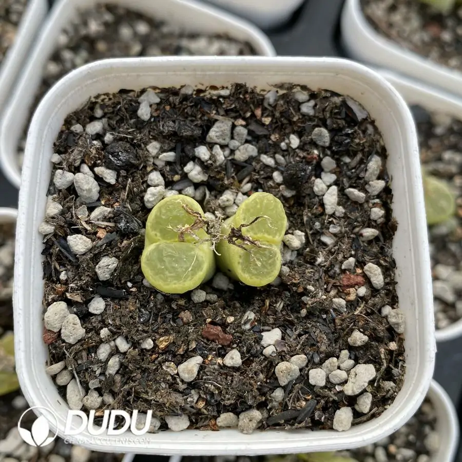 1742175528-e201.webp Conophytum 1453.71 GoldenEye Double Head - Image 1