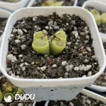Conophytum 1453.71 GoldenEye Double Head - Image 2