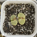 Conophytum 1453.9 Sakura Double Head