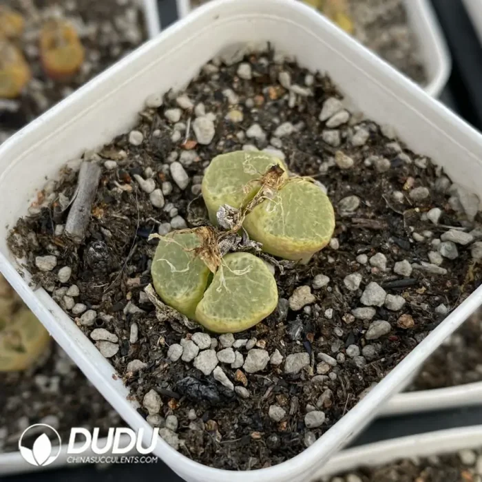 Conophytum 1453.9 Sakura Double Head - Image 2