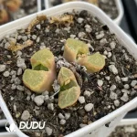 Conophytum 1453.10 Sakura 3 Head Clustering - Image 2